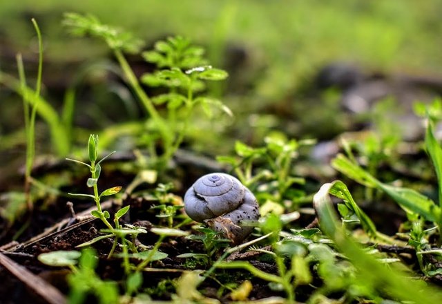 snail.JPG