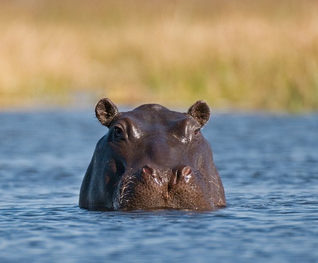 hippo peep.jpg