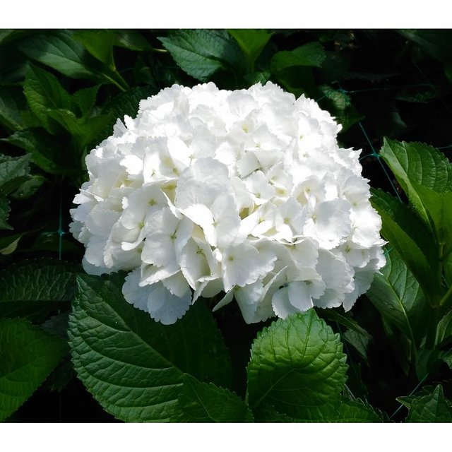 hydrangea-white-premium.jpg