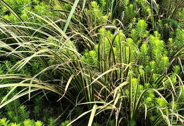 colorchallenge thursdaygreen grass.jpg