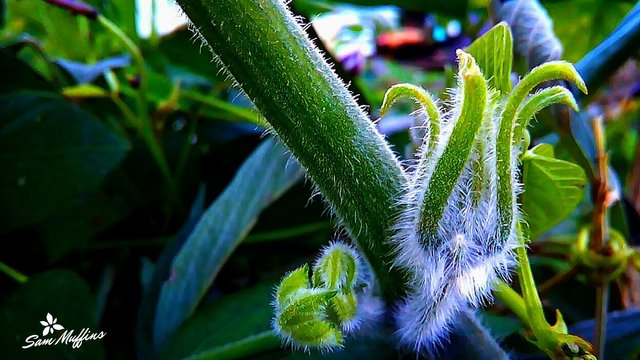 Squash's Hairy Leaves (1).jpg