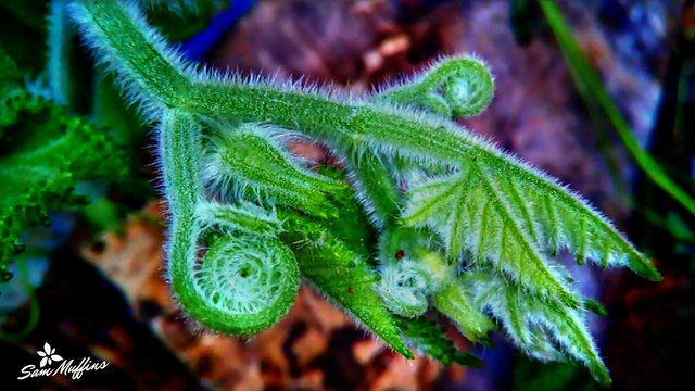 Squash's Hairy Leaves (2).jpg