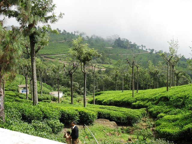 Tea_Plantation_Green.jpg