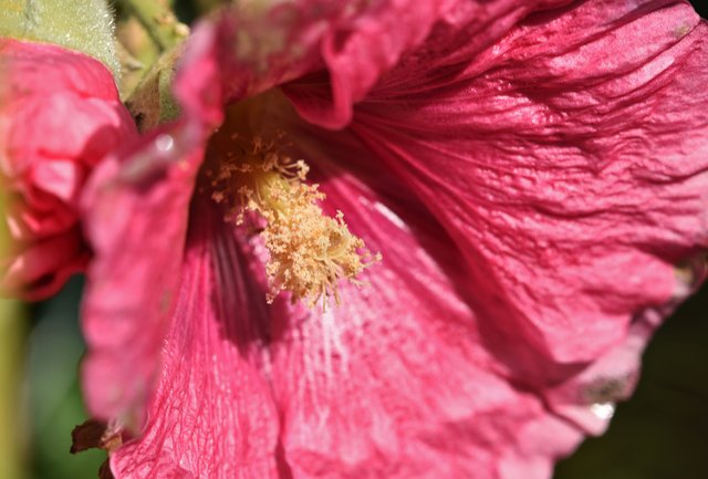 hollyhock flower.jpg