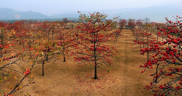 shimul-bagan.jpg