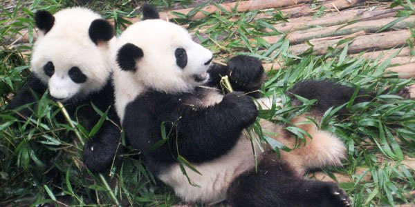 Twin-Pandas-and-Snow.jpg