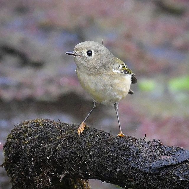 Ruby-crowned kinglet 2.jpg