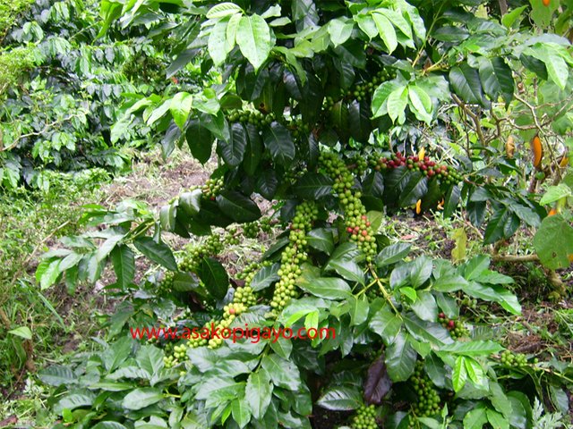 varietas-kopi-gayo-p88.jpg