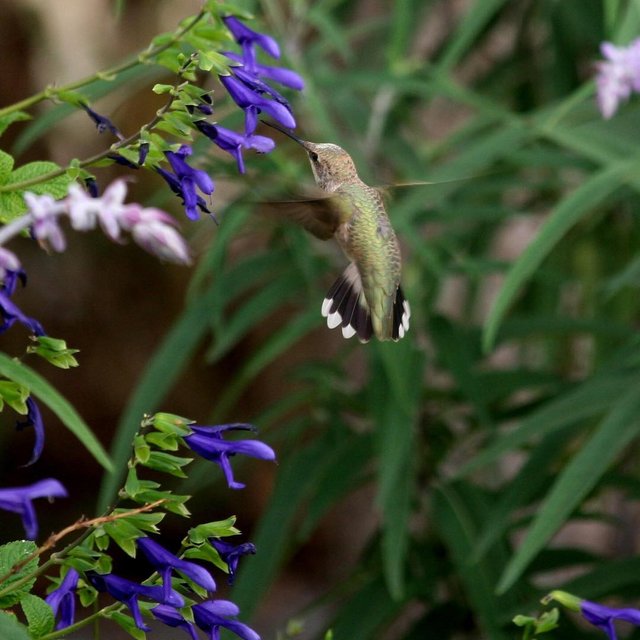 We get a good number of hummingbirds.jpg