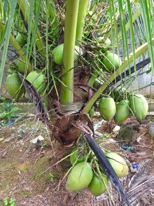 Coconut tree fruit benefit