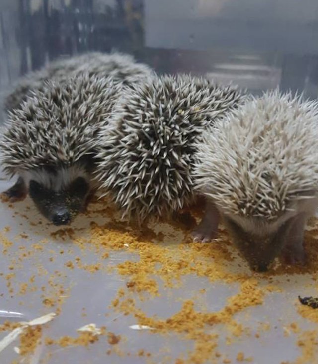 nizamrose.hedgehog_farm-20180121-0001.jpg