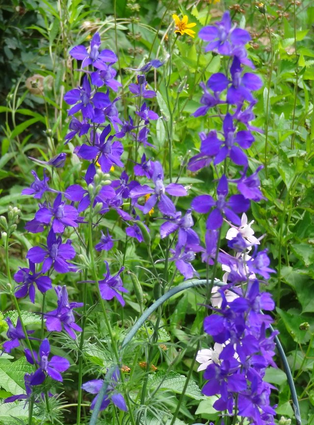 Larkspur2.JPG