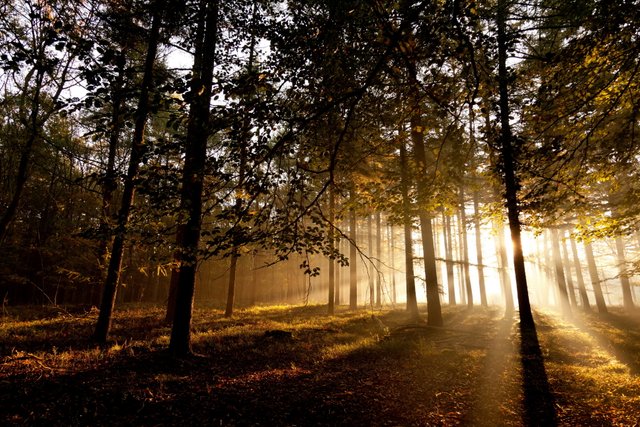 Forests_Trees_Rays_sunlight_3872x2581.jpg