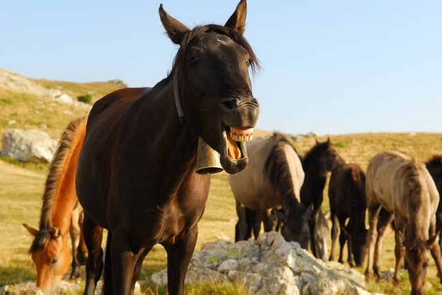 lachendes pferd.jpg