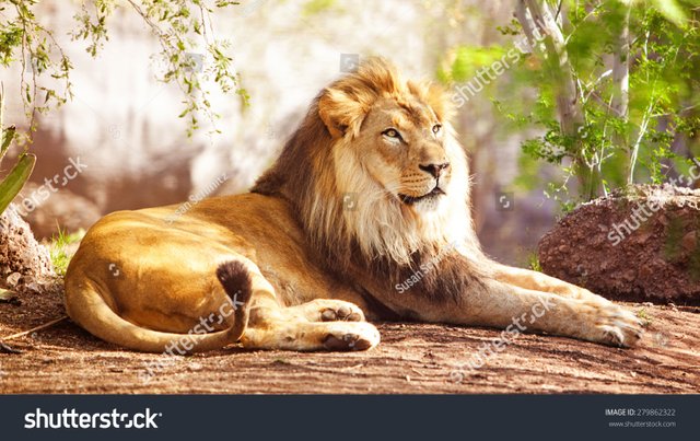 zBeautiful large african lion laying down with trees in the background.jpg