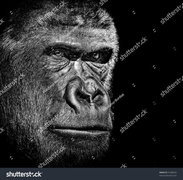 zBest of gorilla-portrait on the jungle of Tanzania.Look at and thinking.jpg