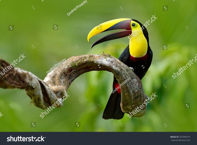 zbird-with-open-bill-big-beak-bird-chesnut-mandibled-toucan-sitting-on-the-branch-in-tropical-rain.jpg