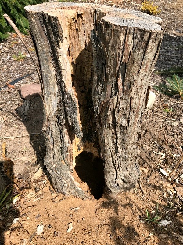 treestump woodpecker.jpg