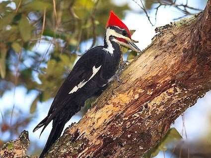 pileated_woodpecker_marcussharpe.jpg