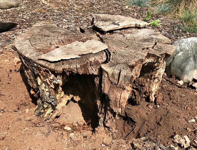 treestump woodpecker 1jpg.jpg