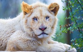 white_lion_blue_eyes-t2.jpg