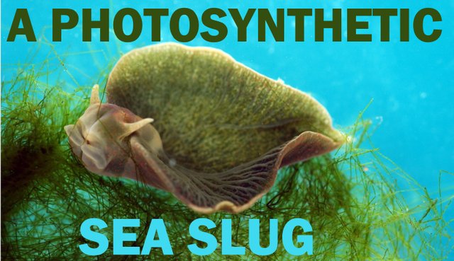 seaslug.jpg