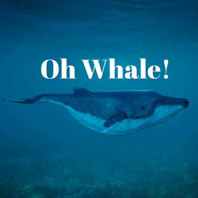 Oh Whale!1.png