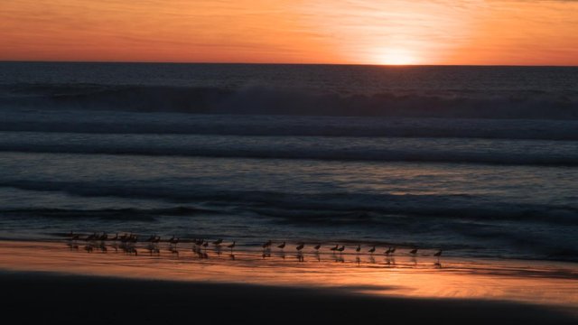 Shorebird Sunset.jpg