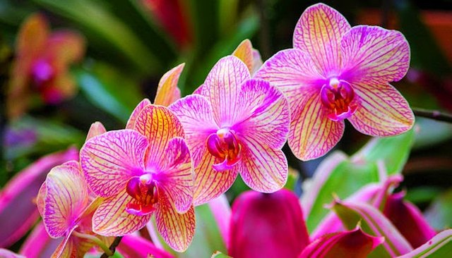 orchid1.jpg