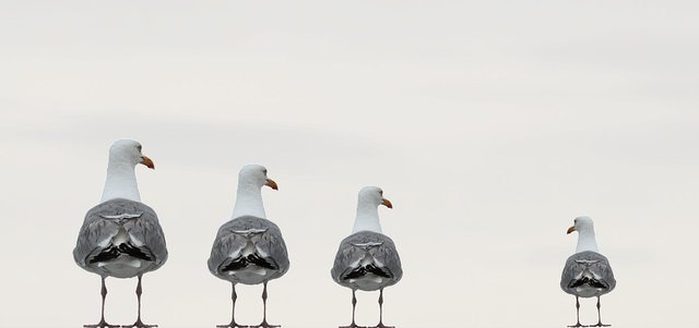 gulls-2662550_960_720.jpg