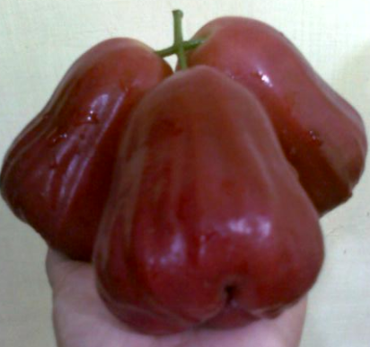 jambu air citra.png