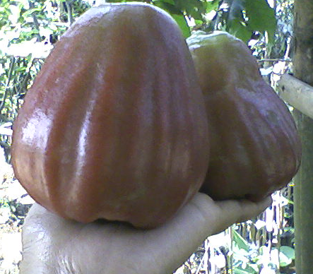 jambu air rose king apple.png