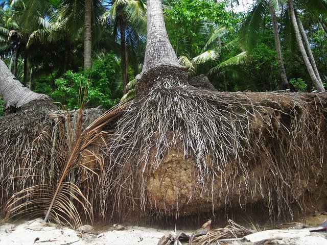 18-08-34-roots-of-coconut-trees-1644944_960_720.jpg