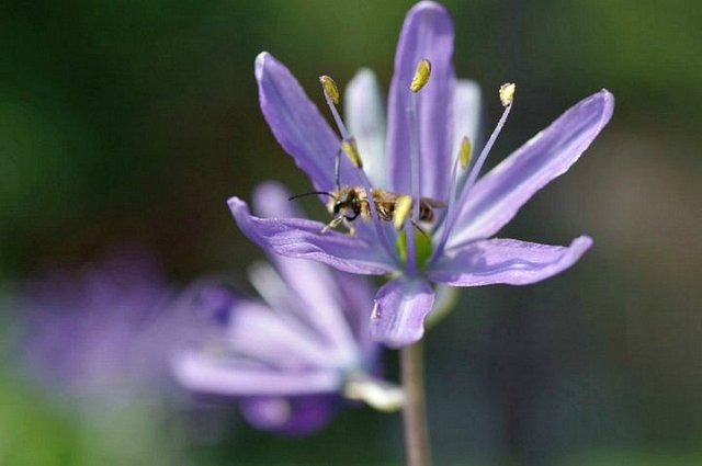 garden flowers camassia bee.jpg