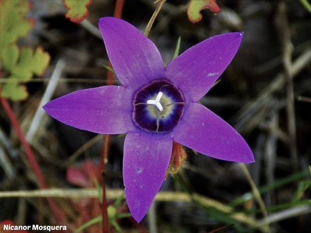 RSCN1288 - copia Campanula lusitanica (2).jpg