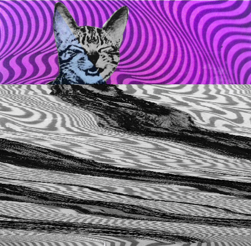 dmt3.png