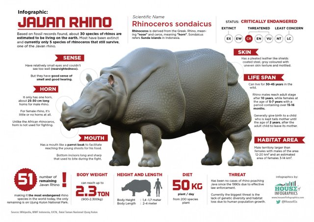 13-things-you-might-not-know-about-javan-rhino_52ebba1209aee_w1500.jpg