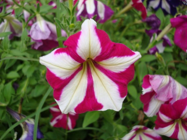 pink_and_white_petunia_by_aragornsparrow.jpg