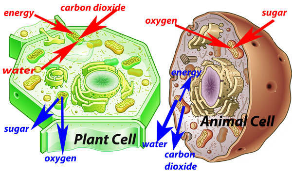 plant-animal-cell-diagram.png
