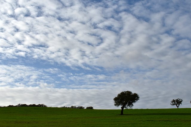 tree sky clouds.jpg