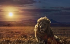 lion_nature_sunset-t2.jpg