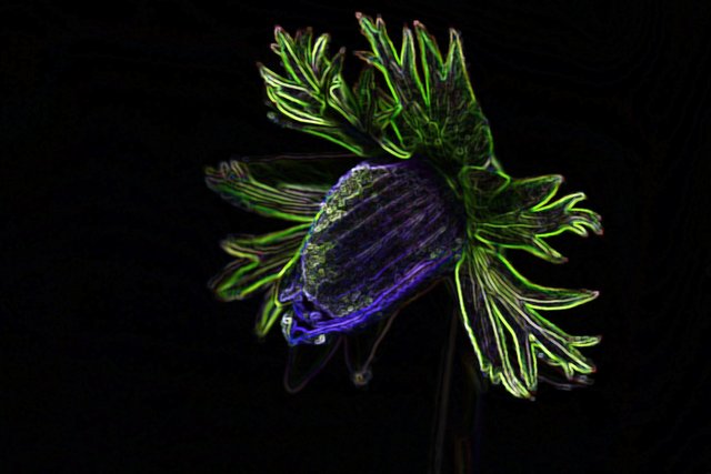 anemone bud neon edit.jpg