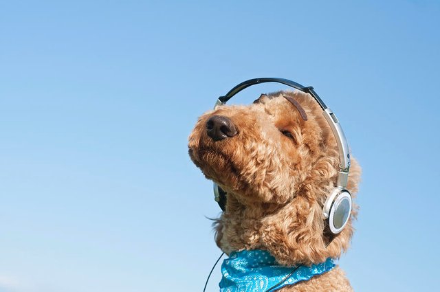 a-dog-listening-to-music-with-headphone-artparadigm.jpg