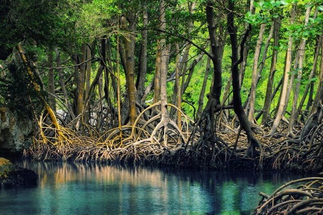 karakteristik-hutan-mangrove.jpeg