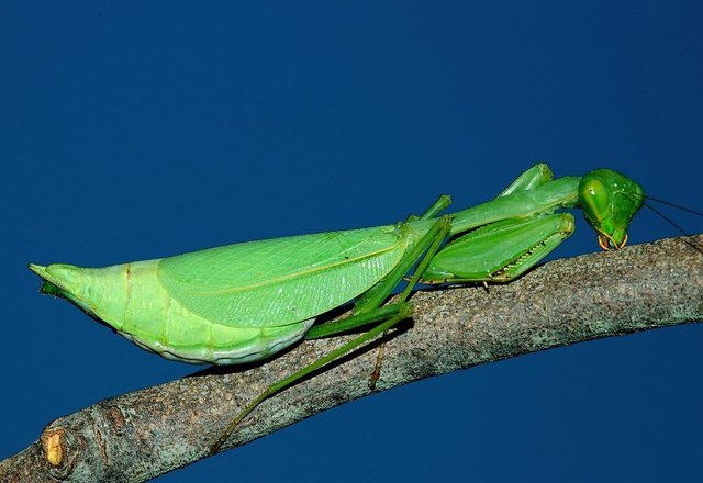 sleeping mantis.jpg