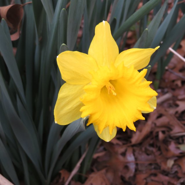 Daffodil1.JPG