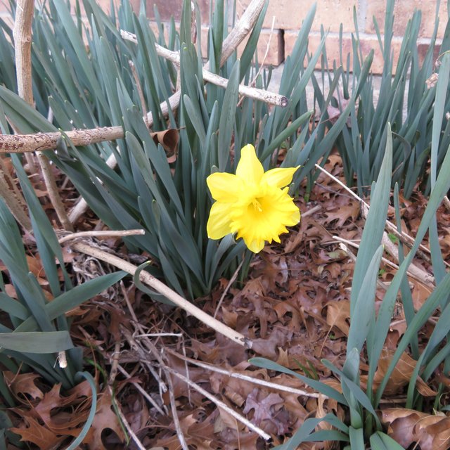 Daffodil2.JPG