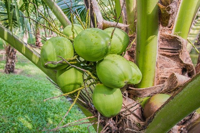 coconut-1036198_640.jpg