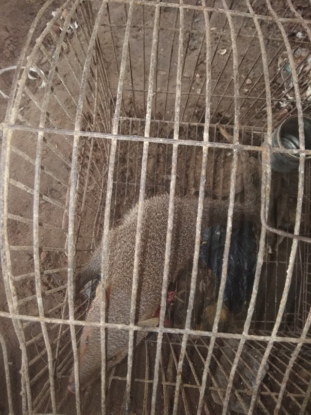 Binatang Garangan Bisa Dikatakan Kemiripan Musang Animals Garage