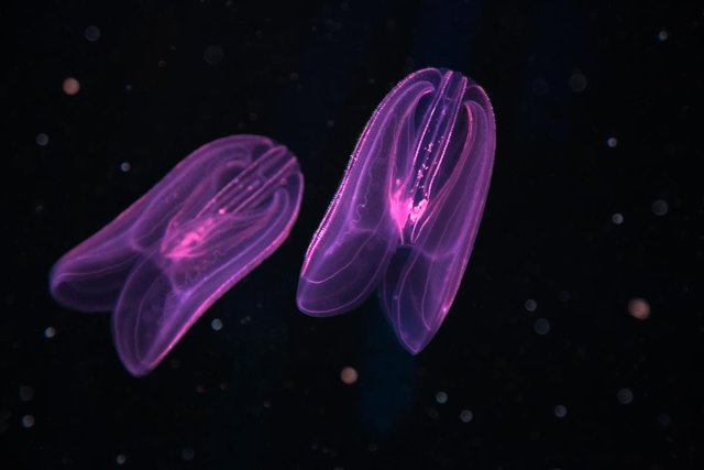 Tiny Jellyfish.jpg